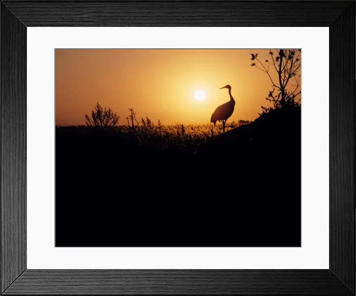 Framed Print : Red Crowned Crane NG 39 Silhouette at sunset, China Manchuria. Grus japonensis © Nick Gordon / ardea. com Framed Print : Red Crowned Crane NG 39 Silhouette at sunset, China Manchuria. Grus japonensis © Nick Gordon / ardea. com