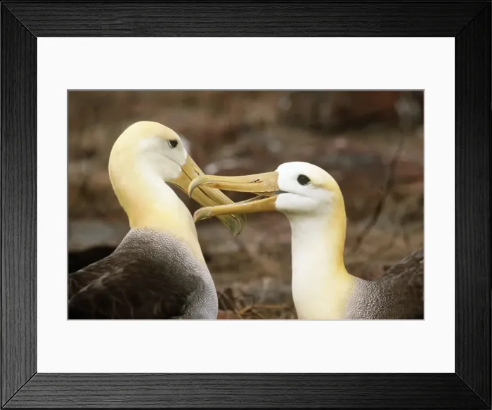 Framed Print : Waved Albatross - courtship display - Punta Suarez, Espanola Island, Galapagos Islannds AU-780 Framed Print : Waved Albatross - courtship display - Punta Suarez, Espanola Island, Galapagos Islannds AU-780