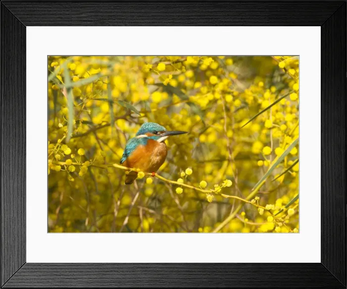 Framed Print : Common Kingfisher - perched in yellow flowering Mimosa Tree (Albizia julibrissin) - April - Cyprus
