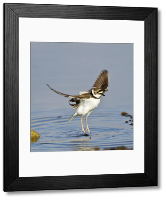 Framed Print : Little-ringed Plover - wing stretching - April - Cyprus Framed Print : Little-ringed Plover - wing stretching - April - Cyprus