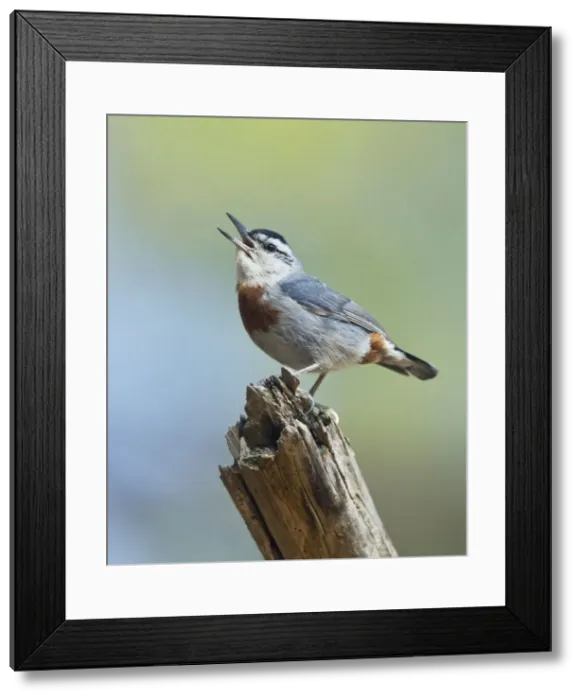 Framed Print : Kruper's Nuthatch - in Pine Tree calling - Southern Turkey - May Framed Print : Kruper's Nuthatch - in Pine Tree calling - Southern Turkey - May