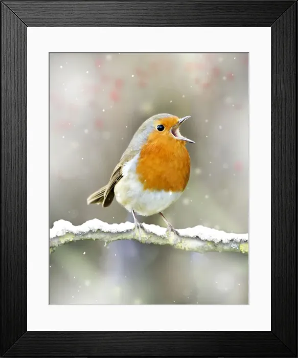 Framed Print : Robin - in full voice - February - Oxfordshire UK Digital Manipulation: Added snow & berries. altered route of twig Framed Print : Robin - in full voice - February - Oxfordshire UK Digital Manipulation: Added snow & berries. altered route of twig
