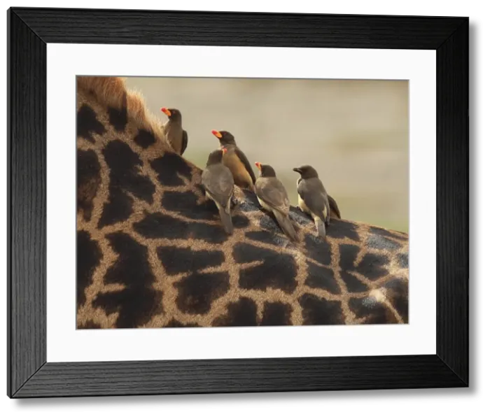 Framed Print : Red-billed Oxpeckers - sitting on Giraffe neck Framed Print : Red-billed Oxpeckers - sitting on Giraffe neck