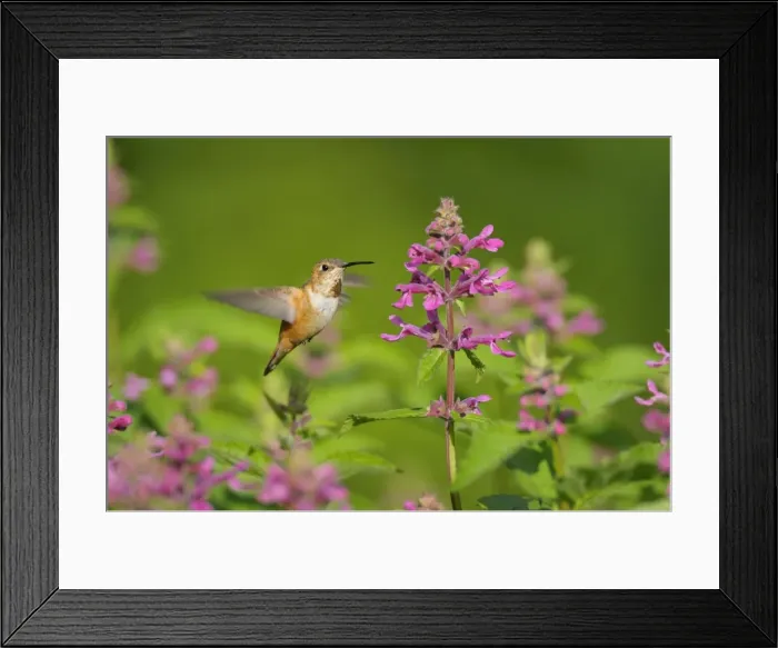 Framed Print : Rufous Hummingbird - in flight feeding on Cooley's Hedge Nettle flower - Pacific Northwest - August _D3D2079 Framed Print : Rufous Hummingbird - in flight feeding on Cooley's Hedge Nettle flower - Pacific Northwest - August _D3D2079