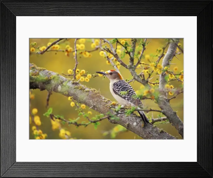 Framed Print : Golden-fronted Woodpecker TOM 549 In Huisache tree Spring, Texas, USA. Melanerpes aurifrons © Tom & Pat Leeson / ardea. com Framed Print : Golden-fronted Woodpecker TOM 549 In Huisache tree Spring, Texas, USA. Melanerpes aurifrons © Tom & Pat Leeson / ardea. com