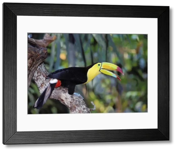 Framed Print : Keel-billed Toucan TOM 580 With bill open - Belize, Central America Ramphastos sulfuratus © Tom & Pat Leeson / ardea. com Framed Print : Keel-billed Toucan TOM 580 With bill open - Belize, Central America Ramphastos sulfuratus © Tom & Pat Leeson / ardea. com