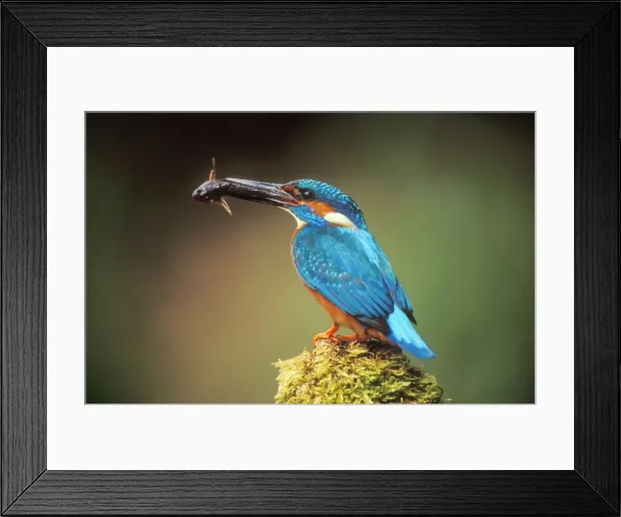 Framed Print : Kingfisher USH 188 With fish in beak Alcedo atthis © Duncan Usher / ardea. com Framed Print : Kingfisher USH 188 With fish in beak Alcedo atthis © Duncan Usher / ardea. com