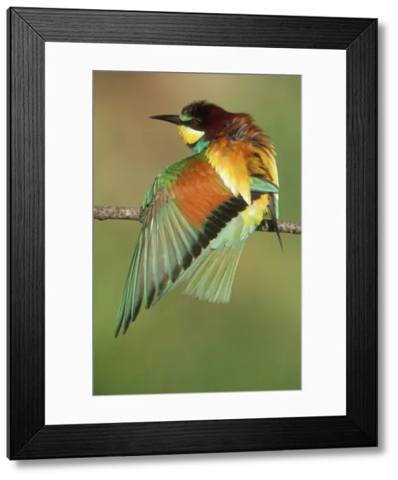 Framed Print : European Bee-eater USH 453 Stretching wing muscles. Merops apiaster © Duncan Usher / ardea. com Framed Print : European Bee-eater USH 453 Stretching wing muscles. Merops apiaster © Duncan Usher / ardea. com