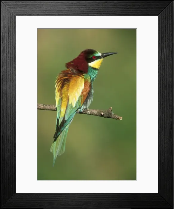 Framed Print : European Bee-eater USH 454 Sunbathing, early morning. Merops apiaster © Duncan Usher / ardea. com Framed Print : European Bee-eater USH 454 Sunbathing, early morning. Merops apiaster © Duncan Usher / ardea. com