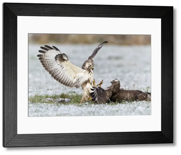 Framed Print : Common Buzzard - two fighting over food in winter - Lower Saxony - Germany Framed Print : Common Buzzard - two fighting over food in winter - Lower Saxony - Germany