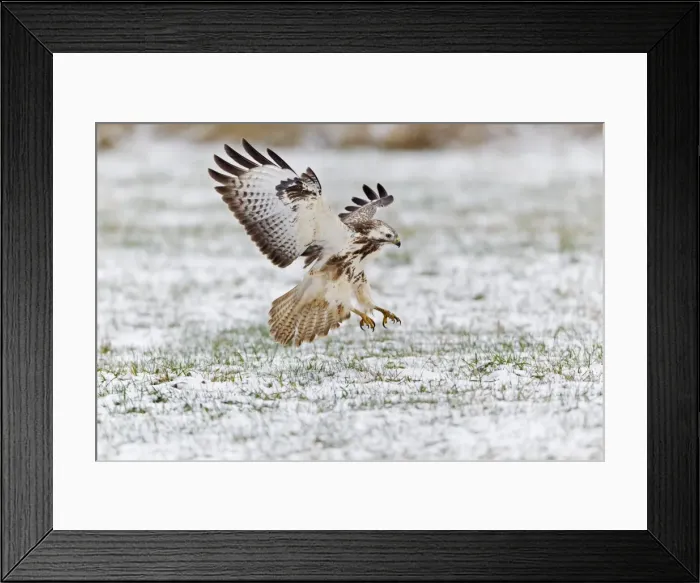 Framed Print : Common Buzzard - in flight - about to land on snow covered field - Lower Saxony - Germany Framed Print : Common Buzzard - in flight - about to land on snow covered field - Lower Saxony - Germany