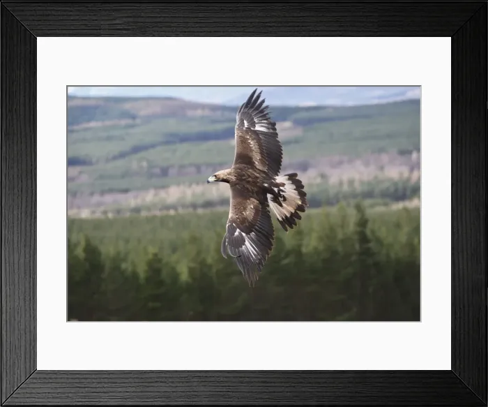 Framed Print : Golden Eagle - in flight. Scottish Moor - Aviemore - Scotland Framed Print : Golden Eagle - in flight. Scottish Moor - Aviemore - Scotland