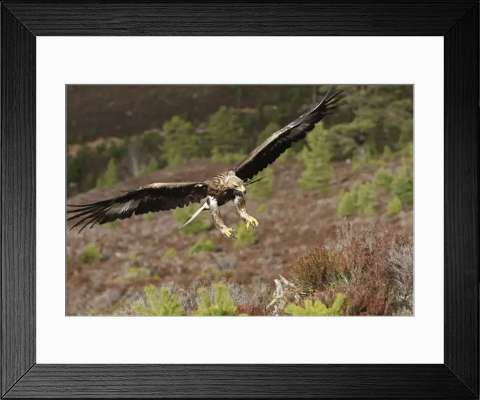 Framed Print : Golden Eagle - in flight. Scottish Moor - Aviemore - Scotland Framed Print : Golden Eagle - in flight. Scottish Moor - Aviemore - Scotland