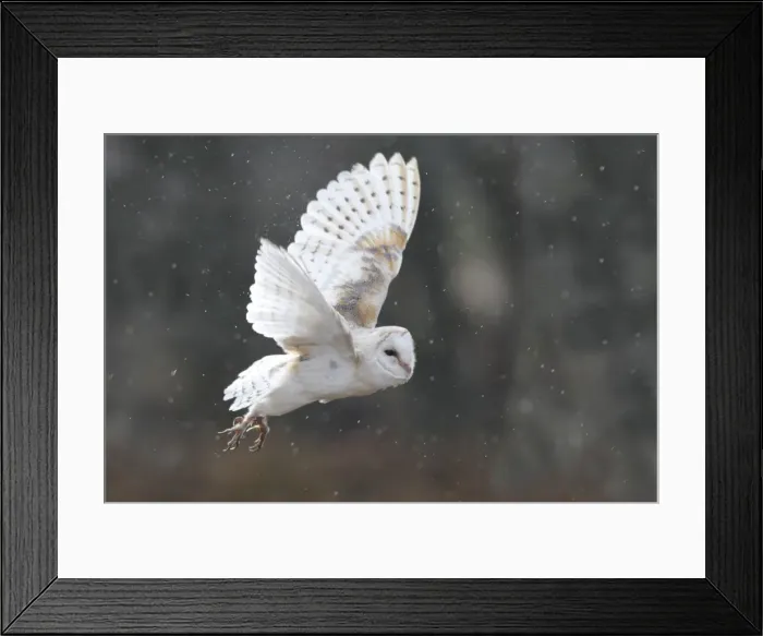 Framed Print : Barn Owl - in flight Framed Print : Barn Owl - in flight