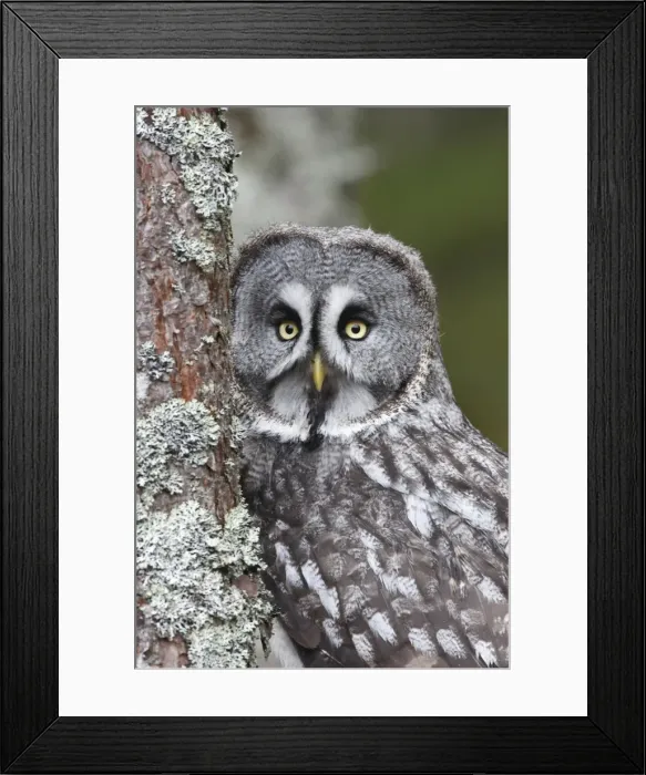 Framed Print : Great Grey Owl - by tree Framed Print : Great Grey Owl - by tree