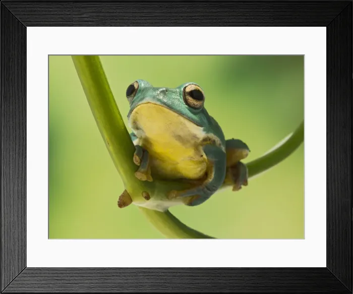 Framed Print : Blanford Tree Frog - gripping plant stem - Controlled conditions 15313 Framed Print : Blanford Tree Frog - gripping plant stem - Controlled conditions 15313