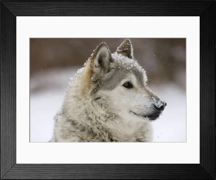 Framed Print : Gray  /  Grey  /  Timber Wolf - male in snow - controlled conditions