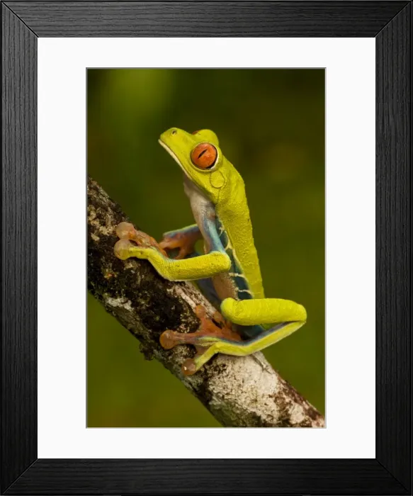 Framed Print : Red-eyed Treefrog - Costa Rica Framed Print : Red-eyed Treefrog - Costa Rica