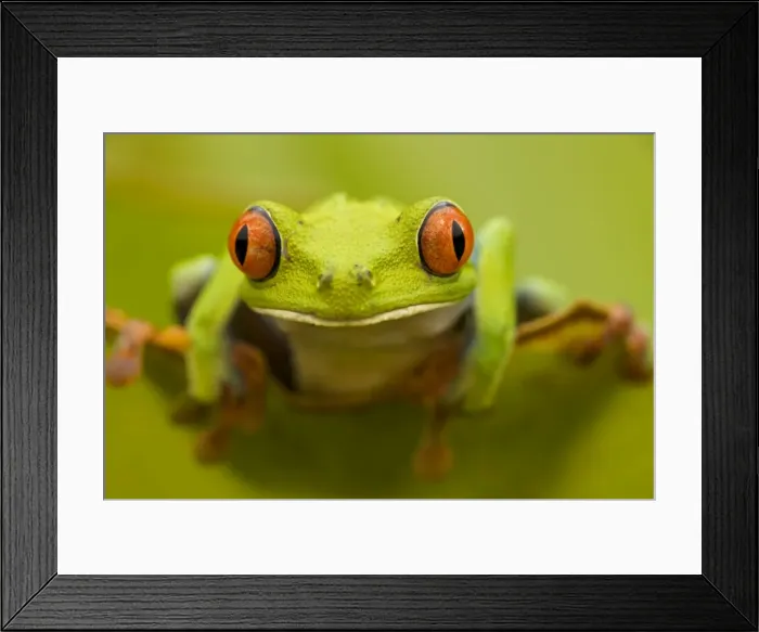 Framed Print : Red-eyed Treefrog - Costa Rica Framed Print : Red-eyed Treefrog - Costa Rica
