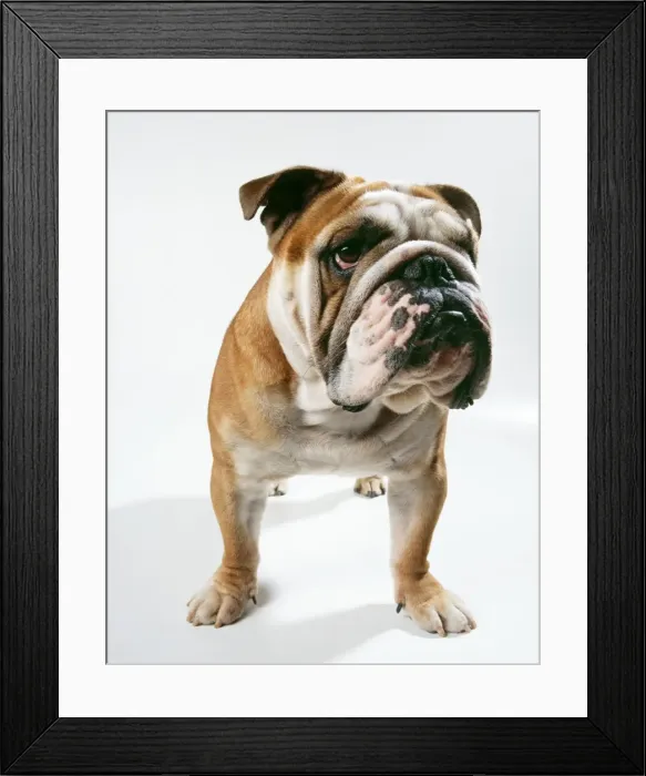 Framed Print : Dog JD 16574 Bulldog, facing. © John Daniels / ardea. com Framed Print : Dog JD 16574 Bulldog, facing. © John Daniels / ardea. com