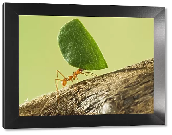 Leaf Cutter Ant - with leaf - Trinidad - controlled conditions 14668