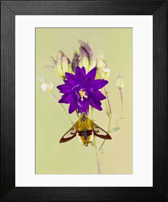 Framed Print : Broad-bordered Bee Hawkmoth - in garden 13394