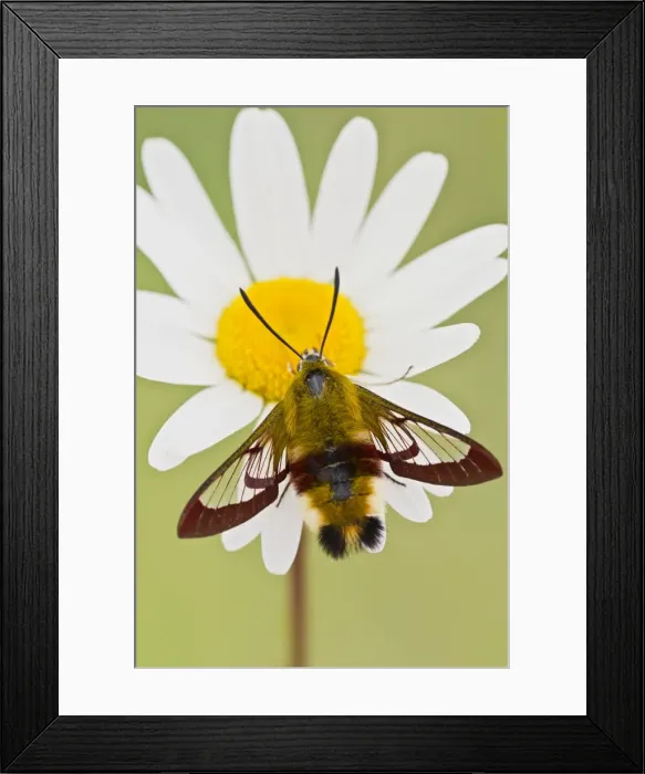 Framed Print : Broad-bordered Bee Hawkmoth - in garden 13395