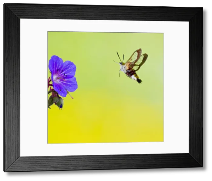 Framed Print : Broad-bordered Bee Hawkmoth - approaching flower 13501 Framed Print : Broad-bordered Bee Hawkmoth - approaching flower 13501