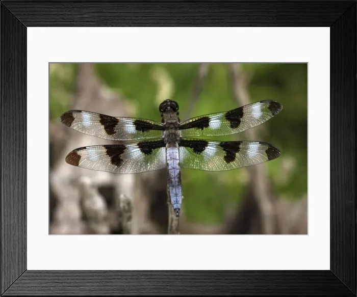 Framed Print : Dragonfly - Oregon - USA Framed Print : Dragonfly - Oregon - USA
