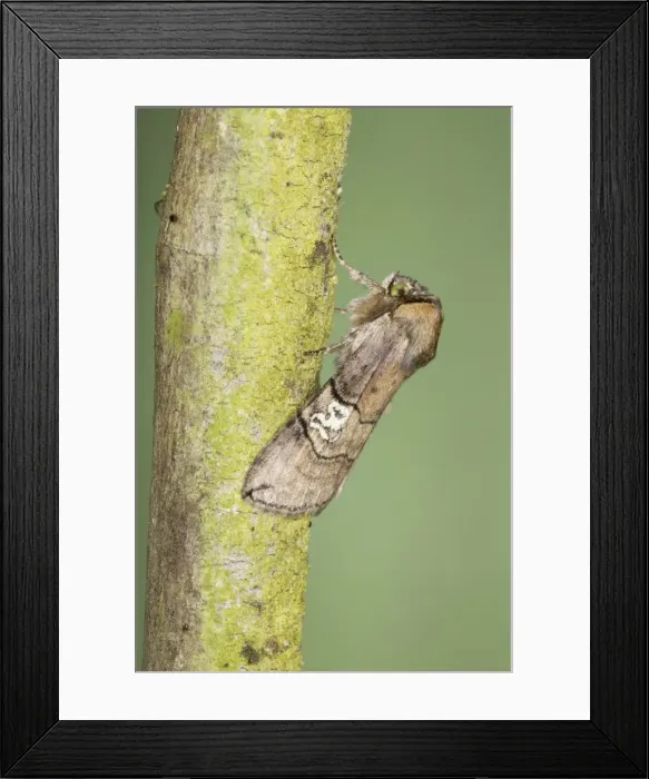 Framed Print : Figure of Eighty Moth - Essex - UK IN000895 Framed Print : Figure of Eighty Moth - Essex - UK IN000895