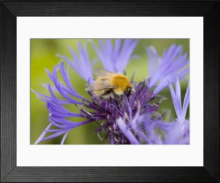 Framed Print : Shetland Bumblebee - also known as Moss Carder Bee - feeding on flower - Orkney Mainland IN000932 Framed Print : Shetland Bumblebee - also known as Moss Carder Bee - feeding on flower - Orkney Mainland IN000932