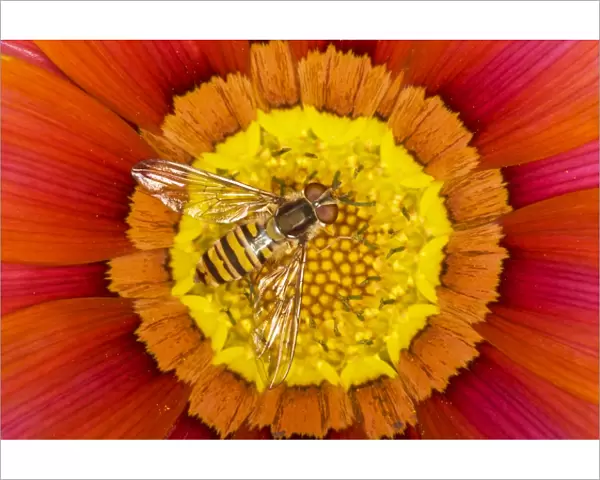 Marmalade Hover Fly - on Gazania flower - Essex, UK IN000814