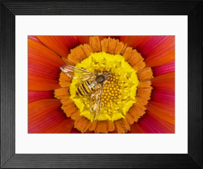 Framed Print : Marmalade Hover Fly - on Gazania flower - Essex, UK IN000814 Framed Print : Marmalade Hover Fly - on Gazania flower - Essex, UK IN000814