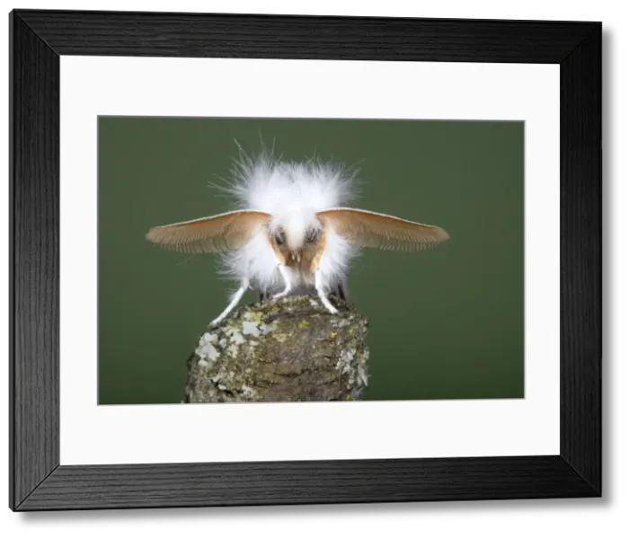 Framed Print : Brown-tail Moth - male showing antennae - Pest species larvae causes urticae - Essex, UK IN000956 Framed Print : Brown-tail Moth - male showing antennae - Pest species larvae causes urticae - Essex, UK IN000956