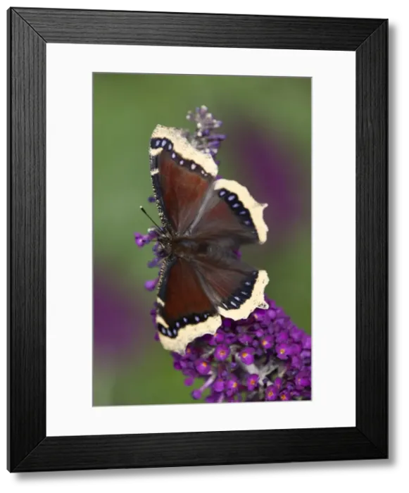 Framed Print : Camberwell Beauty Butterfly - on buddleia - UK Framed Print : Camberwell Beauty Butterfly - on buddleia - UK