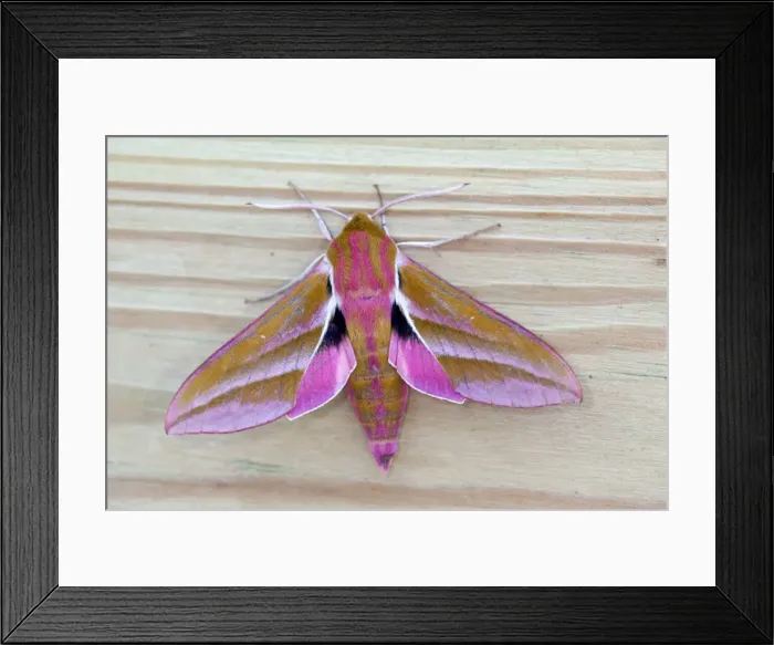 Framed Print : Elephant Hawkmoth - UK Framed Print : Elephant Hawkmoth - UK
