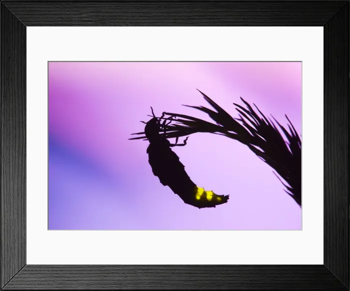 Framed Print : Glow Worm - female - UK Framed Print : Glow Worm - female - UK