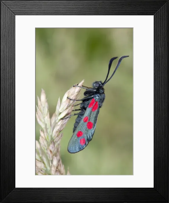 Framed Print : Six Spot Burnet Moth - on Yorkshire Fog grass - UK Framed Print : Six Spot Burnet Moth - on Yorkshire Fog grass - UK