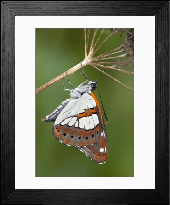 Framed Print : Southern White Admiral Butterfly - controlled conditions Framed Print : Southern White Admiral Butterfly - controlled conditions