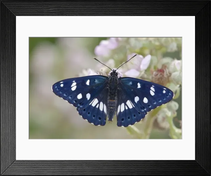 Framed Print : Southern White Admiral Butterfly - bramble flower - controlled conditions Framed Print : Southern White Admiral Butterfly - bramble flower - controlled conditions