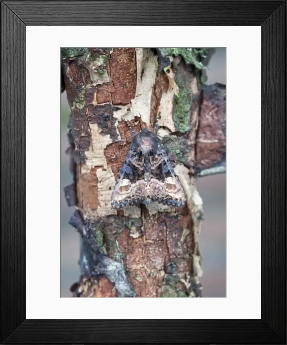 Framed Print : Small Angle Shades Moth - Lincolnshire - England Framed Print : Small Angle Shades Moth - Lincolnshire - England