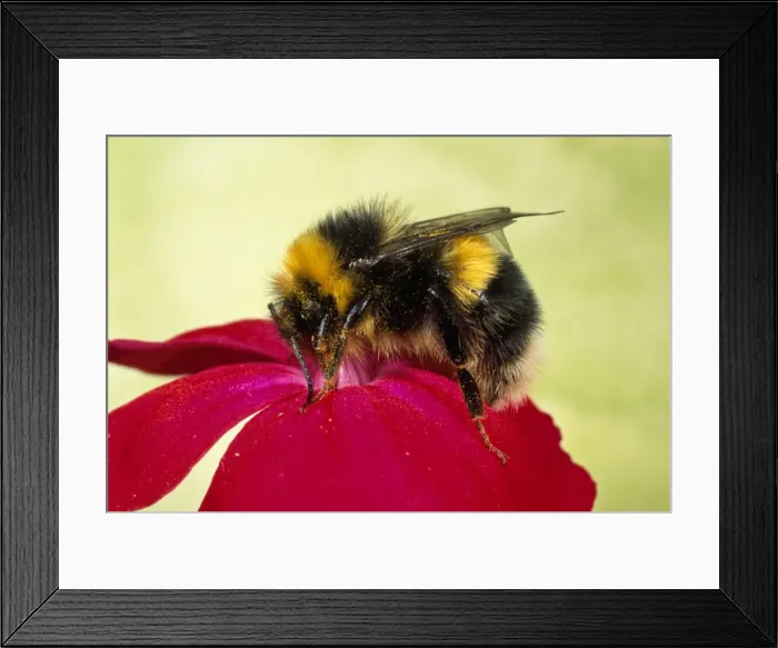 Framed Print : Common Bumblebee - collecting pollen - UK Framed Print : Common Bumblebee - collecting pollen - UK
