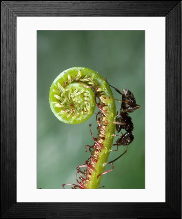 Framed Print : Black Garden Ant - UK Framed Print : Black Garden Ant - UK