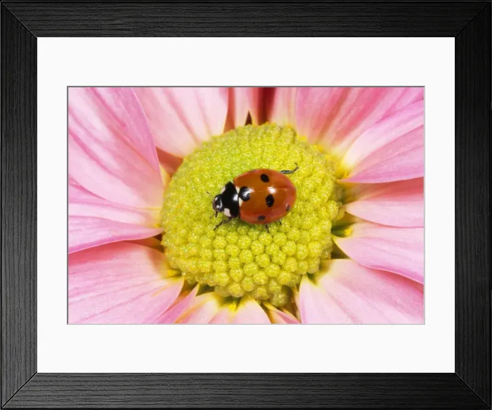 Framed Print : 7-spot Ladybird - on flower - UK also know as Coccinella septempunctata Framed Print : 7-spot Ladybird - on flower - UK also know as Coccinella septempunctata