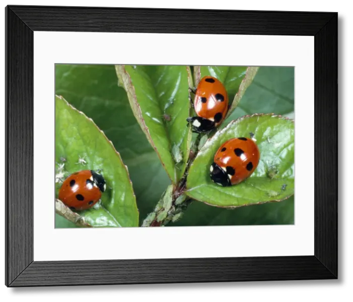 Framed Print : 7-spot ladybird - feeding on aphids - UK also know as Coccinella septempunctata Framed Print : 7-spot ladybird - feeding on aphids - UK also know as Coccinella septempunctata
