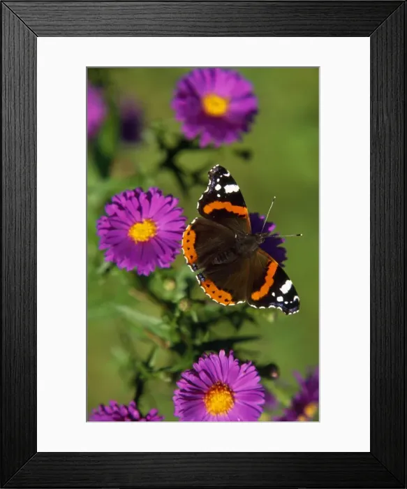 Framed Print : Red Admiral Butterfly Framed Print : Red Admiral Butterfly