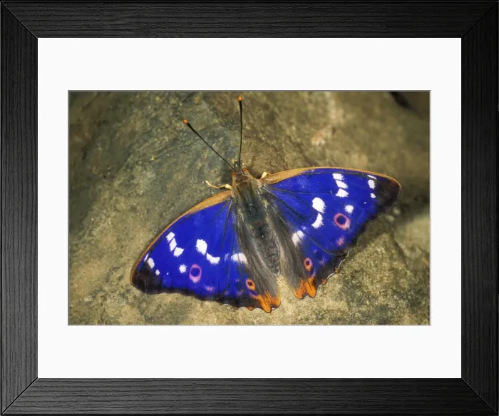 Framed Print : Lesser Purple Emperor Butterfly USH 339 Apatura ilia © Duncan Usher / ardea. com Framed Print : Lesser Purple Emperor Butterfly USH 339 Apatura ilia © Duncan Usher / ardea. com