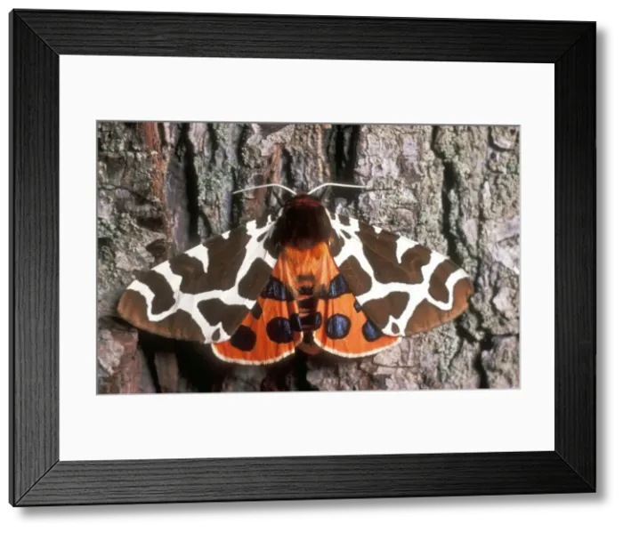 Framed Print : Garden Tiger Moth USH 346 Arctia caja © Duncan Usher / ardea. com Framed Print : Garden Tiger Moth USH 346 Arctia caja © Duncan Usher / ardea. com