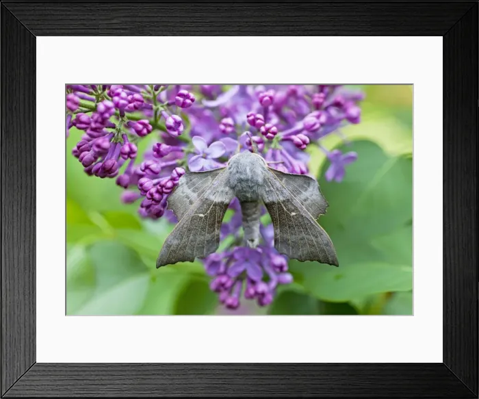 Framed Print : Poplar Hawkmoth - resting on lilac blossom in garden - Lower Saxony - Germany Framed Print : Poplar Hawkmoth - resting on lilac blossom in garden - Lower Saxony - Germany