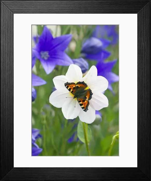 Framed Print : Small Tortoiseshell Butterfly - feeding on flower in garden - Lower Saxony - Germany Framed Print : Small Tortoiseshell Butterfly - feeding on flower in garden - Lower Saxony - Germany